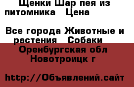Щенки Шар пея из питомника › Цена ­ 25 000 - Все города Животные и растения » Собаки   . Оренбургская обл.,Новотроицк г.